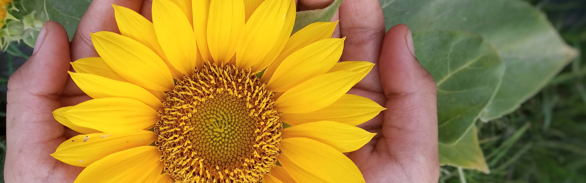 A pair of hands, palms up, hold a big sunflower. The flower has many oval-shaped yellow petals. Its rounded center has a band of little pistils that go all around the edge. 